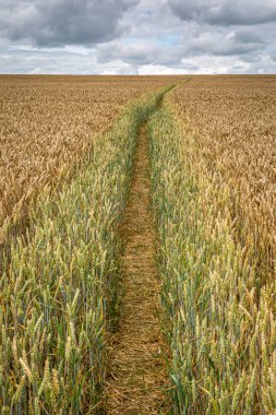 Sussex 'teki tahıl tarlasında bir patika.