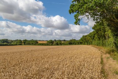Bir tarlada tahıl mahsulü, hasat öncesi.