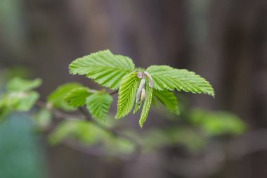 İlkbaharda bir ağaçta yeni bir büyüme, sığ bir alan derinliği