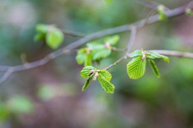 İlkbaharda bir ağaçta yeni bir büyüme, sığ bir alan derinliği