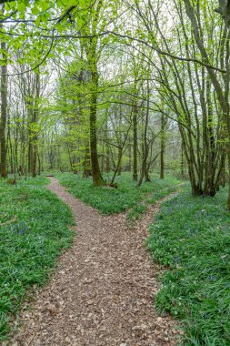 Sussex 'teki BlueBell Ormanı' ndan geçen Çatallı Yol