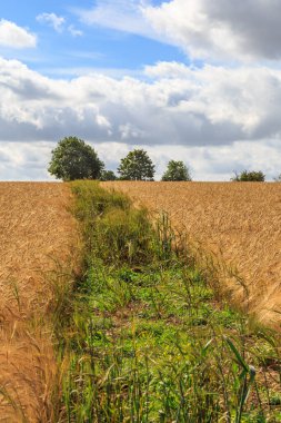 Suffolk 'taki mısır gevreği tarlasında bir patikanın dikey fotoğrafı.
