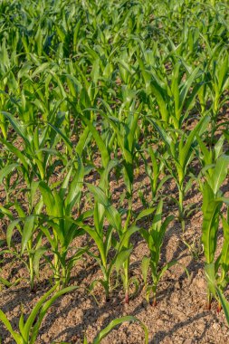 Sussex 'teki tarım arazilerinde yetişen yeşil ekinlerin tam kare fotoğrafı.