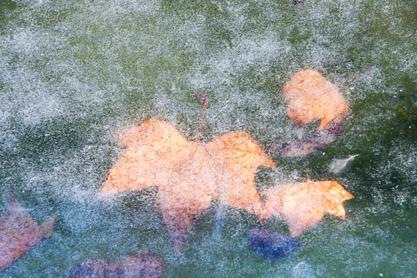 Suda Donmuş Yapraklar — Stok fotoğraf