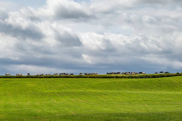 Una Manada Vacas Caminando Por Borde Campo Con Cielo Tormentoso — Foto de Stock