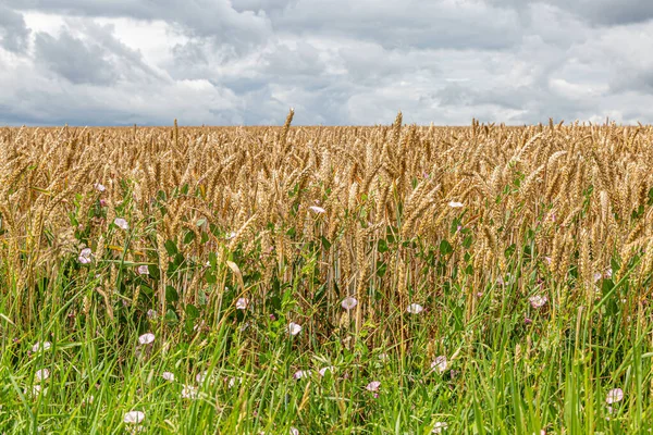 Ein Getreidefeld Sussex Sommer — Stockfoto