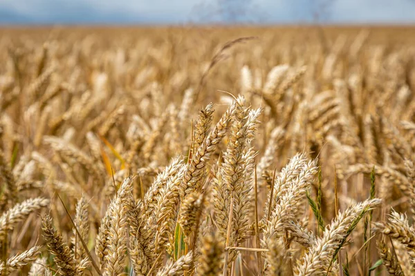 Cereal plants in a field in Sussex during summer, with a shallow depth of field