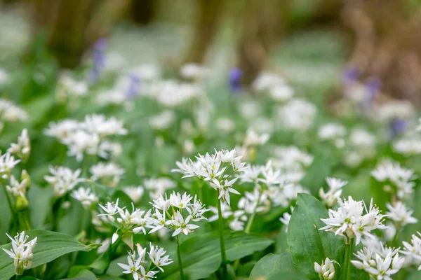 Flori Sălbatice Usturoi Creștere Pădurea Sussex Primăvară — Fotografie, imagine de stoc