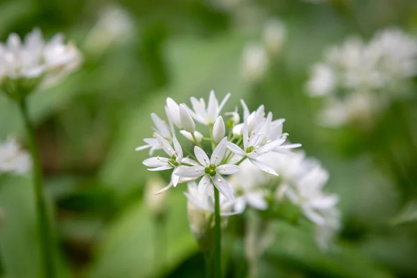 Flores Alho Selvagem Sussex Bosque Dia Primavera — Fotografia de Stock