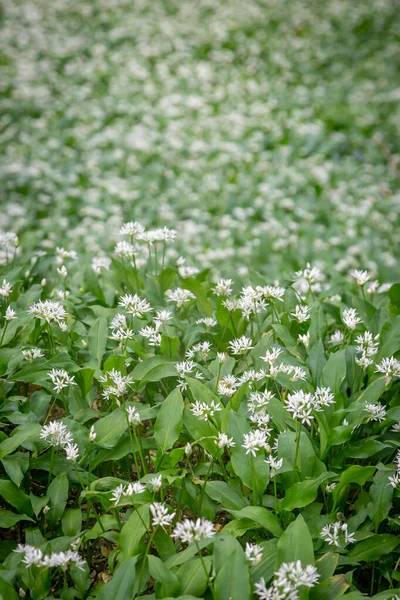 Ett Överflöd Vilda Vitlöksblommor Sussex Skogsland — Stockfoto