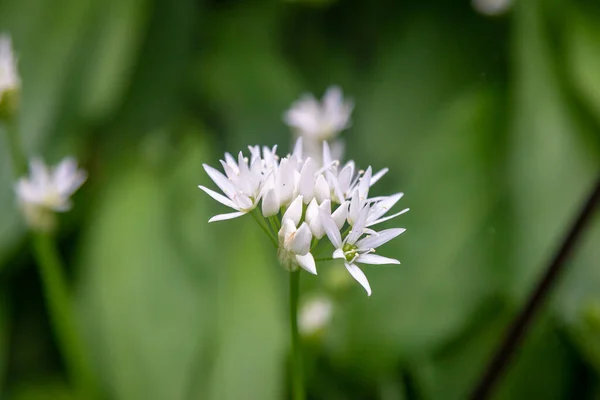 Flori Sălbatice Usturoi Pădurea Sussex Într Primăvară — Fotografie, imagine de stoc