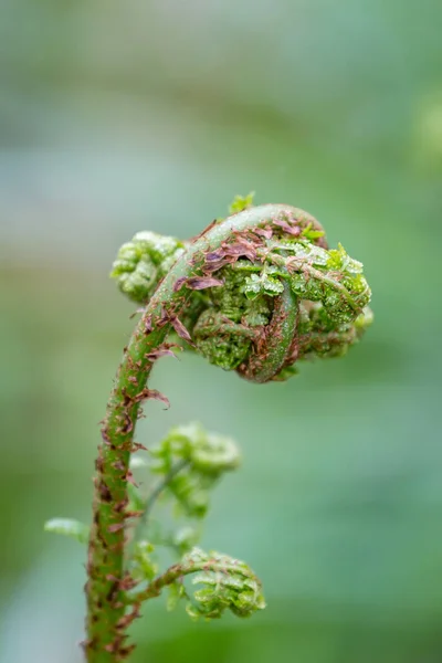 春の間 サセックスの森の中でシダの芽を丸めた — ストック写真
