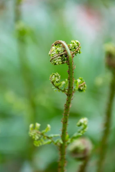 Zusammengerollte Farnknospen Wald Von Sussex Frühling — Stockfoto