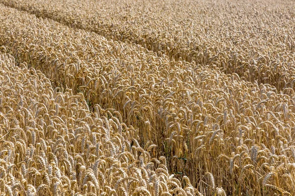 Ein Vollformat Foto Von Getreidepflanzen Die Für Die Ernte Bereit — Stockfoto