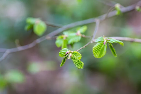 Nowy Wzrost Drzewie Wiosnę Płytkiej Głębokości Pola — Zdjęcie stockowe