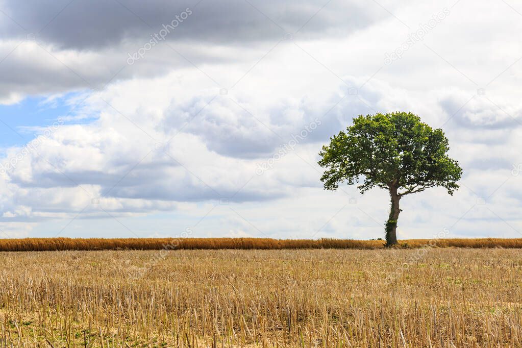 A Lone Tree in a Field