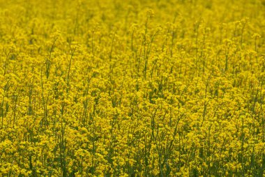 Canlı Sarı Kanola Alanı