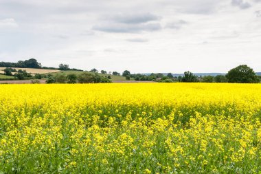  Baharda bir kanola tarlası