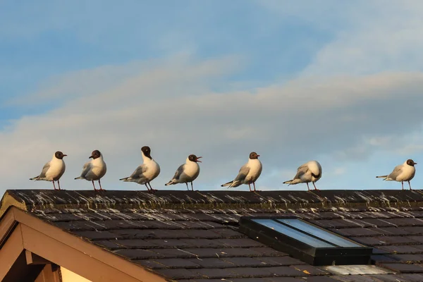 Pájaros Marinos Pie Sobre Tejado —  Fotos de Stock