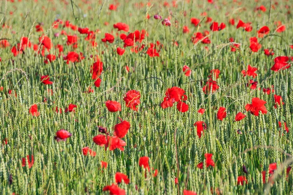 Fotografía Completa Amapolas Que Crecen Campo Trigo — Foto de Stock