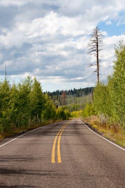 Ağaçlık yol, Arizona.
