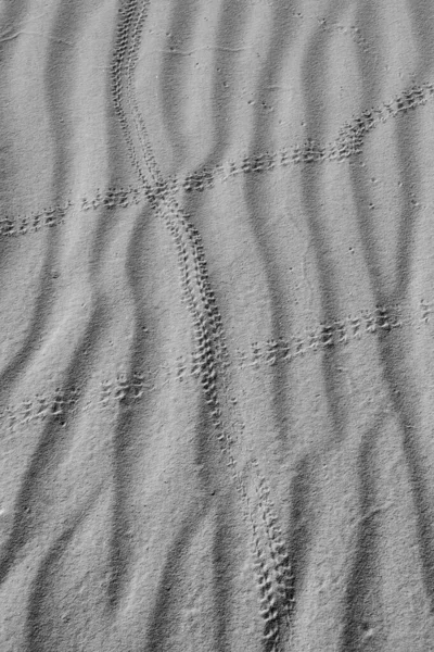 Diersporen Het Zand — Stockfoto