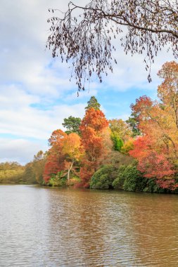 Sonbaharda renkli yapraklar