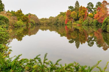 Sonbahar Ağaçlarının Yansımaları