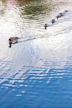Göldeki ördekler