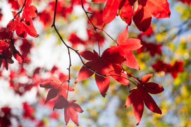Sonbaharda bir Akçaağaç 'a bakıyorum.