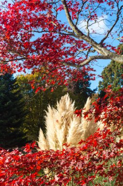 Sonbaharda renkli yapraklar