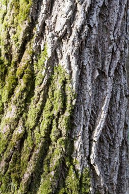 Ağaç Kabuğunun Tam Çerçeve Fotoğrafı