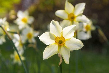 Bahar güneşinde nergisler 