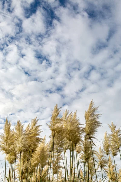 Olhando Para Grama Pampas Contra Céu — Fotografia de Stock