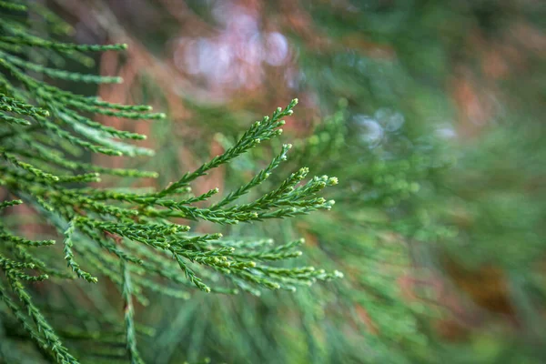 Ett Grönt Barrträd Med Ett Grunt Skärpedjup — Stockfoto