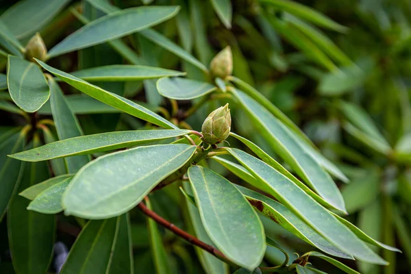 Foglie Boccioli Rododendro Con Una Bassa Profondità Campo — Foto Stock