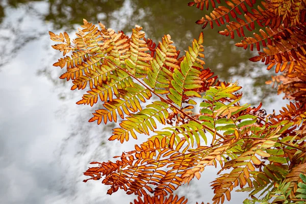 Farbenfrohe Herbstliche Blätter Über Einem See — Stockfoto