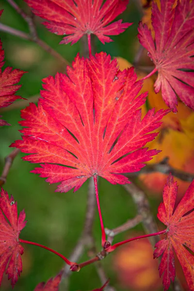 Roter Ahorn Blättert Herbst Mit Geringer Schärfentiefe — Stockfoto