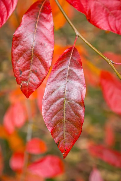 Farbenfrohe Herbstliche Blätter Mit Geringer Schärfentiefe — Stockfoto