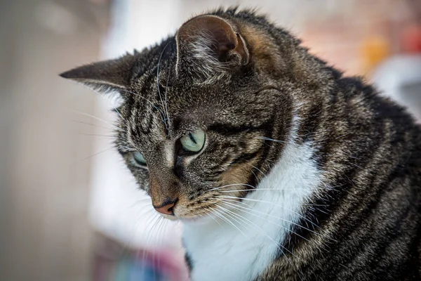 A tabby cat staring into the distance, with a shallow depth of field