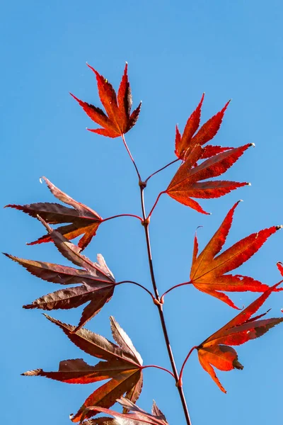 Blick Auf Rote Ahornblätter Vor Blauem Himmel — Stockfoto