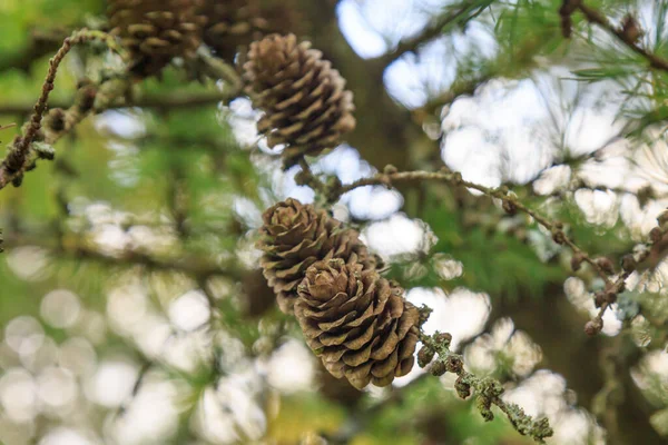 Conos Pino Árbol —  Fotos de Stock