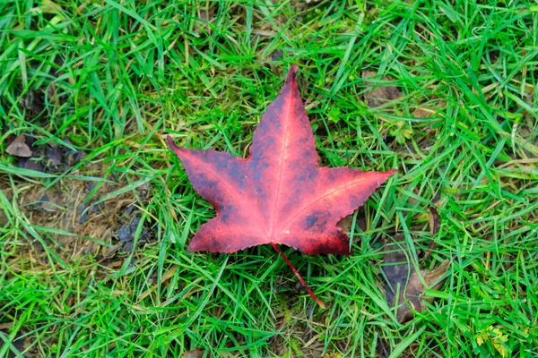 Renkli Akçaağaç Yaprağı — Stok fotoğraf
