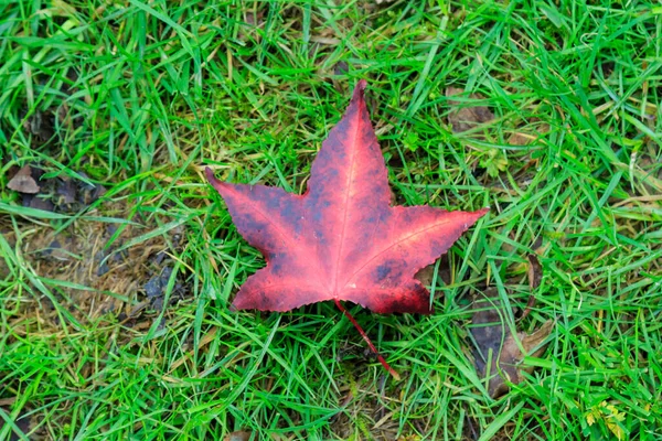 Una Foglia Acero Colorata — Foto Stock