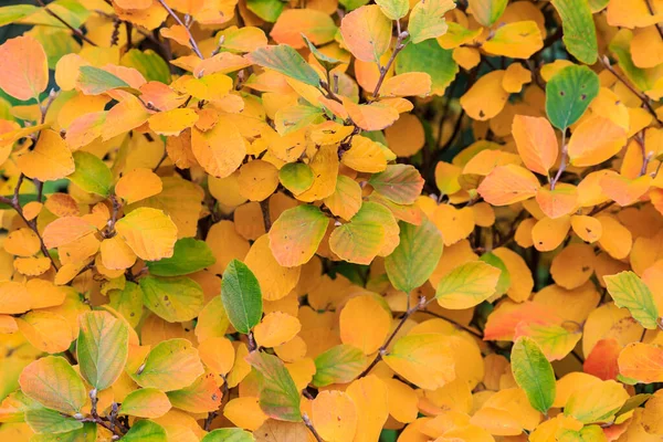 Kleurrijke Bladeren Herfst — Stockfoto