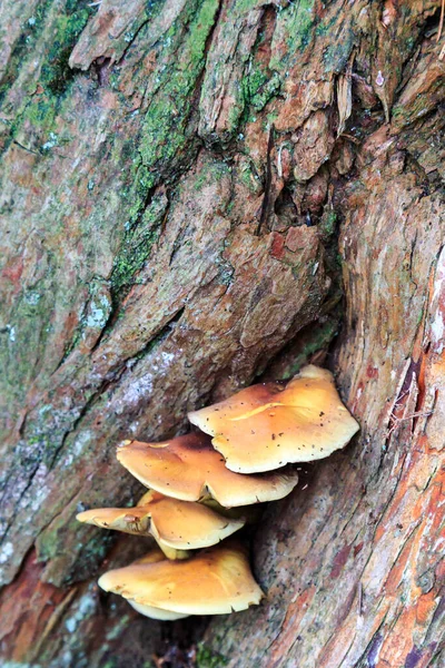 Fungos Crescendo Uma Árvore — Fotografia de Stock