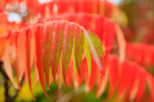 Foglie Colorate Autunno — Foto Stock