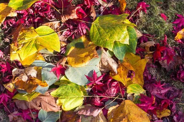 Kleurrijke Bladeren Herfst — Stockfoto