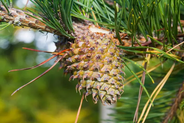 Cone Pinheiro Uma Árvore — Fotografia de Stock