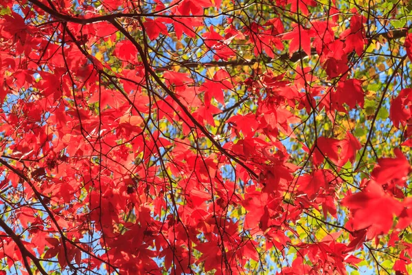 Kleurrijke Bladeren Herfst — Stockfoto